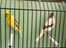 Harlequin canary’ pair