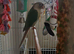 Cinamon conure, rehoming