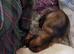 Beautiful litter of Long coated German Shepherd puppies