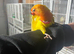 Super tame baby lovebirds
