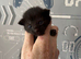 3 beautiful kittens