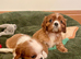 KC reg Champion Bloodline Cavalier King Charles Spaniel Puppies