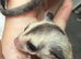 Twin boy sugar gliders.