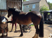 15hh Welsh Type 6 Year Old  Mare
