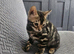 Gorgeous female charcoal bengle kitten