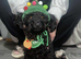 Poo chow female puppy ready end of november