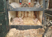 Flemish giant