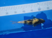 Ki Utsuri Koi 20cm
