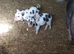 Kune kune piglets