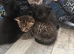 Kittens x 4