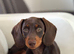 Miniature Dachshund
