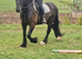 Stunning registered Dales gelding