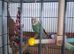 Conure