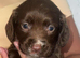 7 Cocker spaniel