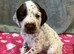 6 beautiful short haired pointer puppies