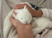 Mini lop