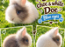 Double Mane Choc & White Lionhead Doe
