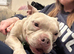 2 year old Pocket bully neutered male