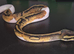 Female Leopard Pied (possible Phantom)