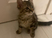 Kittens for sale. READY TO LEAVE NOW