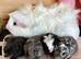 Skinny and Funky haired guinea pigs now available to reserve