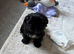 Shih zue pup