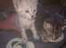 Savanah x kittens