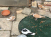 Afghani Pigeions for Sale
