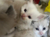 Mink and traditional ragdoll kittens