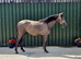 Quality Irish Sports Horse Grey Mare