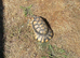 Margrinated male