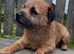 KC Reg Oxcroft bred Border Terrier Stud dog