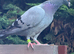 Racing pigeon