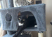 Female tabby cat, to good home only