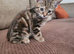 Stunning torbie girl