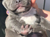 Frenchy xbully