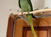 Alexandinre parrot