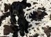 Jersey our black show cocker spaniel is due on 30th October