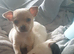 Chihuahua pure beige kc registered parents 6 weeks old
