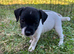 Jack Russell puppies