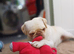Pug girl looking for the right home