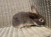 X2 Female mini lop ear x Harlequin