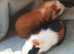 Baby Guinea pigs