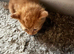 Beautiful kittens