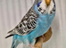 Young budgies
