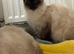 Stunning ragdolls