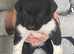 Collie x Kelpie pups