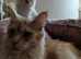 Ready Now- Full Male Maine Coon