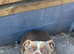 Female old tyme bulldogge