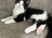 Kitten